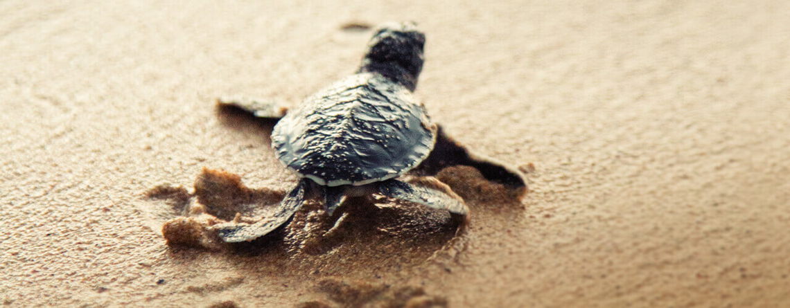 Eine kleine Meeresschildkröte kriecht entschlossen über den Sand in Richtung des Ozeans.