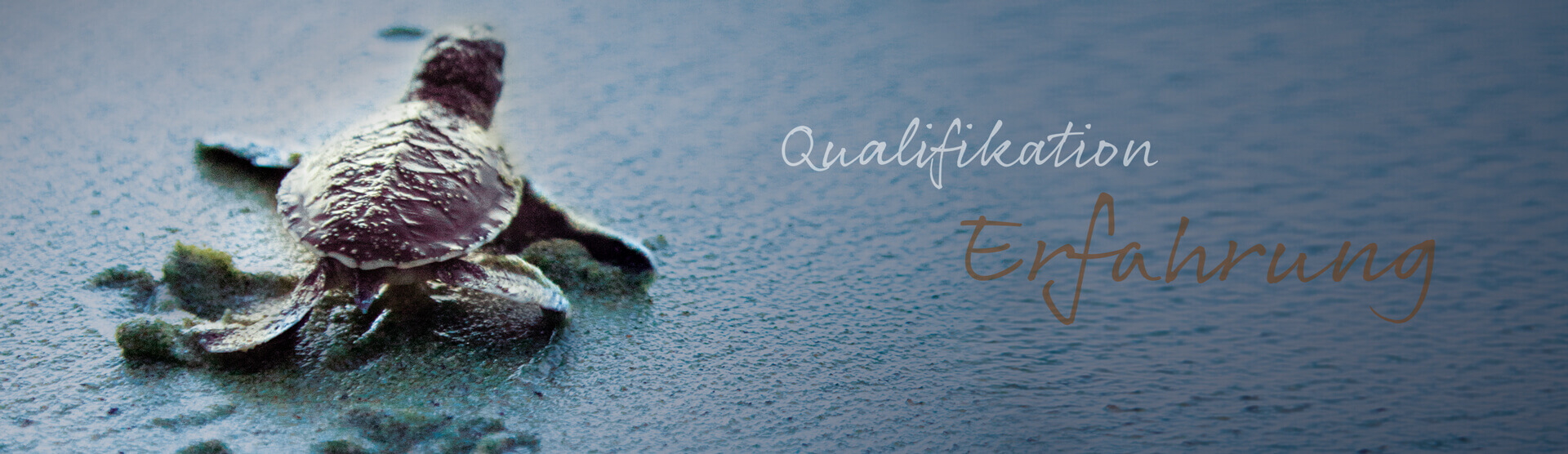 Eine kleine Schildkröte kriecht über den Sand, während "Qualifikation" und "Erfahrung" im Hintergrund erscheinen.