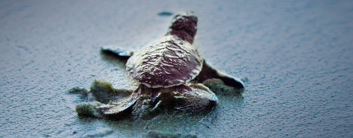Eine kleine Schildkröte kriecht über den Sand und symbolisiert den behutsamen Weg der Intensivpflege in einer Wohngemeinschaft.